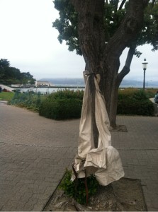 Strait-Jacket Hanging from Tree in SF